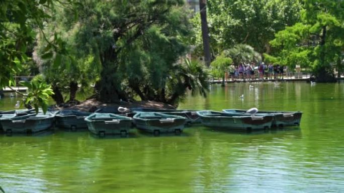 西班牙巴塞罗那-2022年5月30日: 海鸥绿色船池塘Ciutadella公园。背景游客。