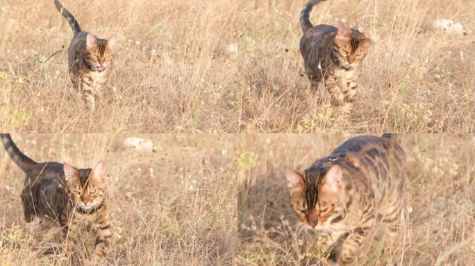 猫在散步。孟加拉猫在草地上漫步。家猫喜欢在夕阳的光线下在大自然中行走