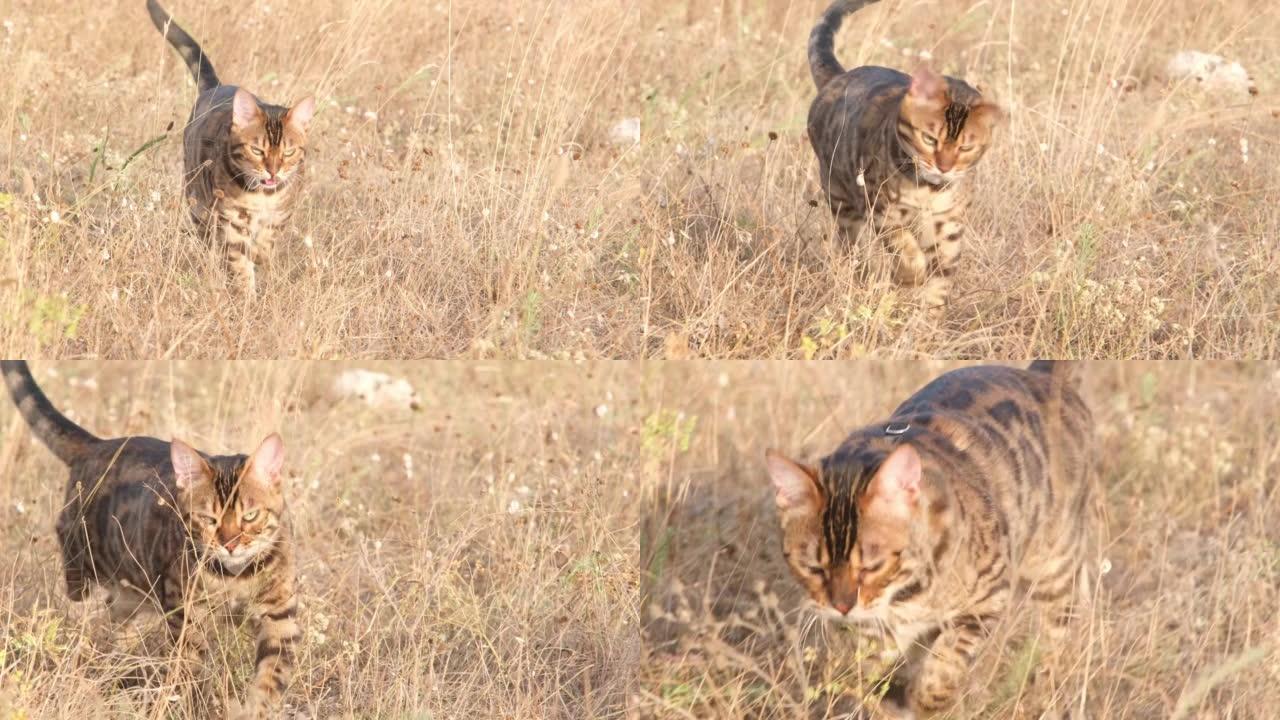 猫在散步。孟加拉猫在草地上漫步。家猫喜欢在夕阳的光线下在大自然中行走