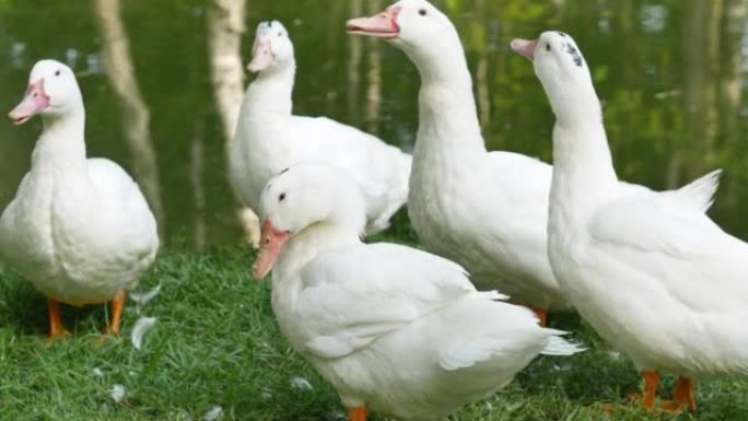 水库附近阳光明媚的白鸭焦急地用尾巴拍打翅膀，嘶嘶声，咯咯声，吓跑敌人