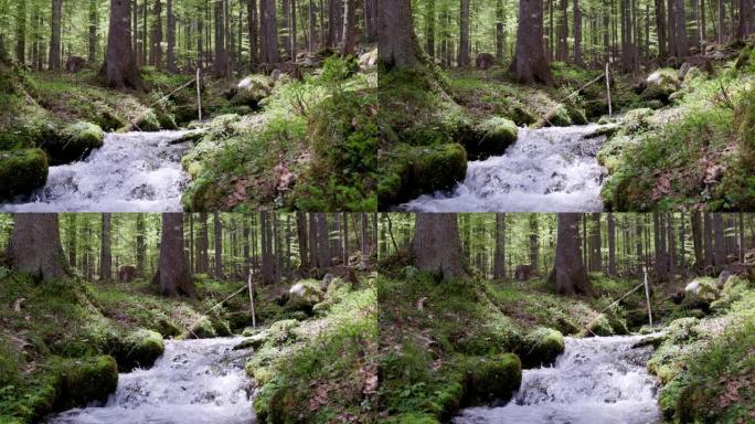 低矮的光线照射到森林中的地面上，有一条小溪在低谷中