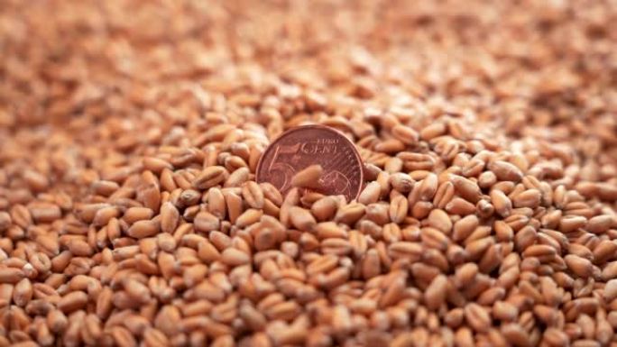 欧洲硬币5美分给一堆新鲜农场收成的麦粒。掉落的种子