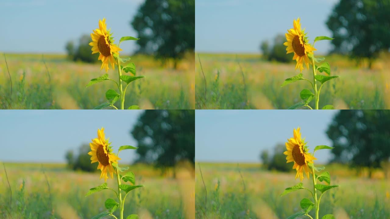 打开向日葵头，孤立在模糊的绿蓝田野背景上。草地上的一朵野花跟随太阳。植物转向日落。特写。美丽的自然景