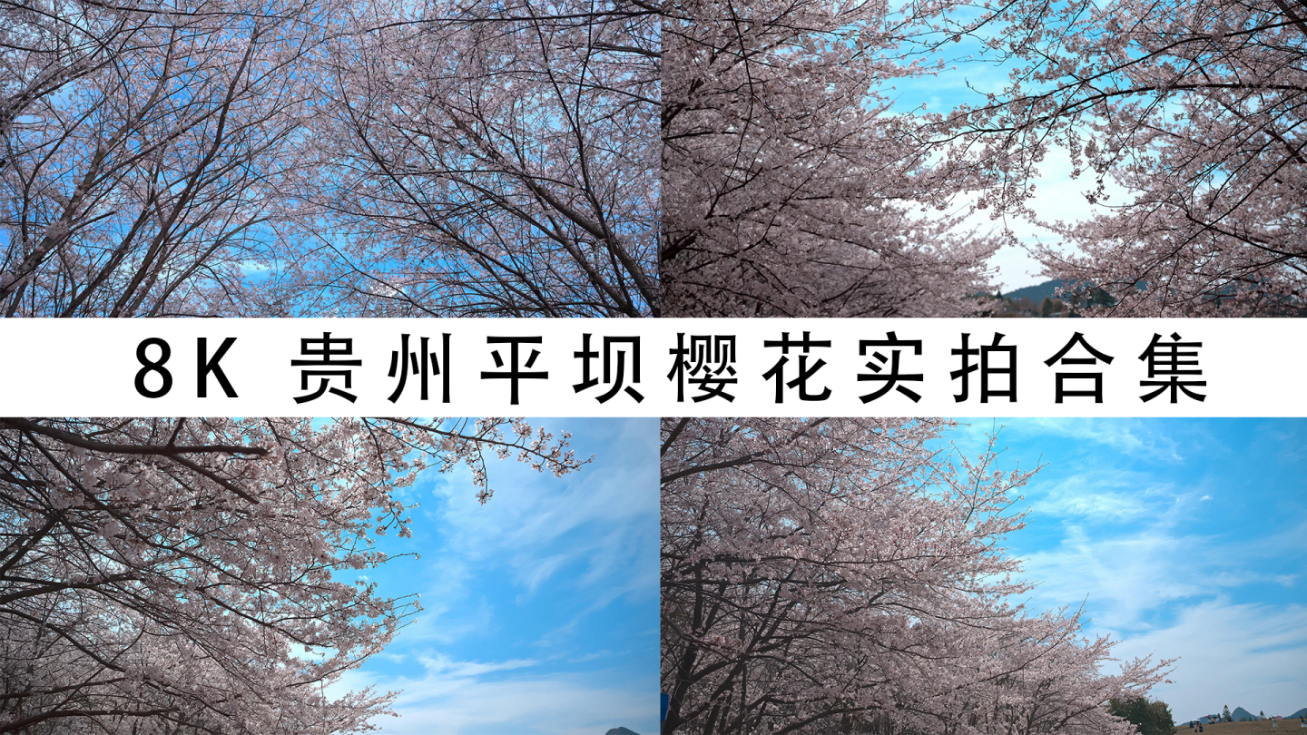 8K贵州平坝樱花实拍合集1