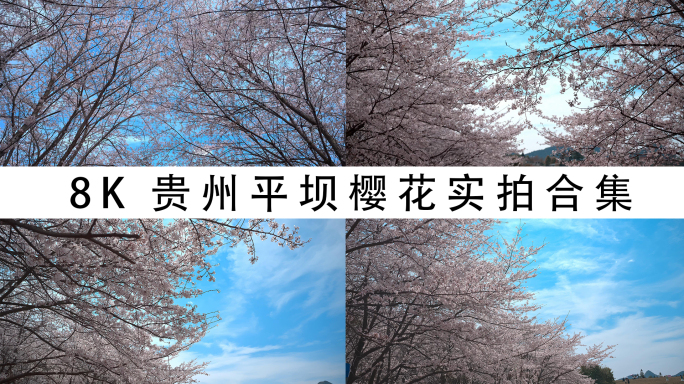 8K贵州平坝樱花实拍合集1