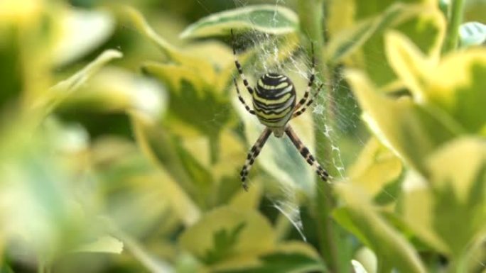 Argiope bruennichi或黄蜂蜘蛛撞击黄色和黑色的球网蜘蛛离开稳定
