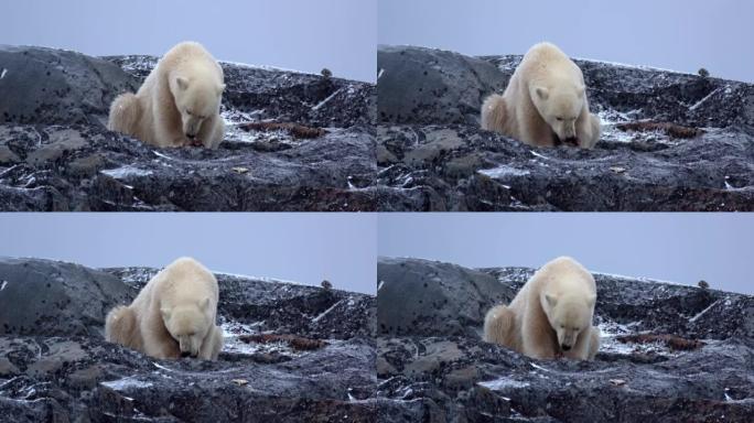 北极熊喂养，中等射击，2022