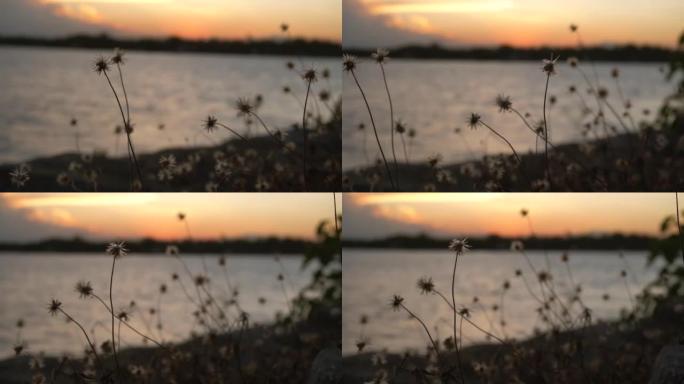 慢动作干草花在夕阳的风中吹动，湖面平静的水波起伏。