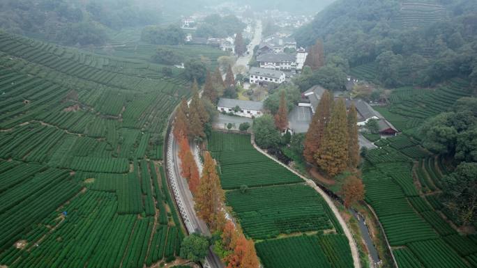 茶园茶山茶叶