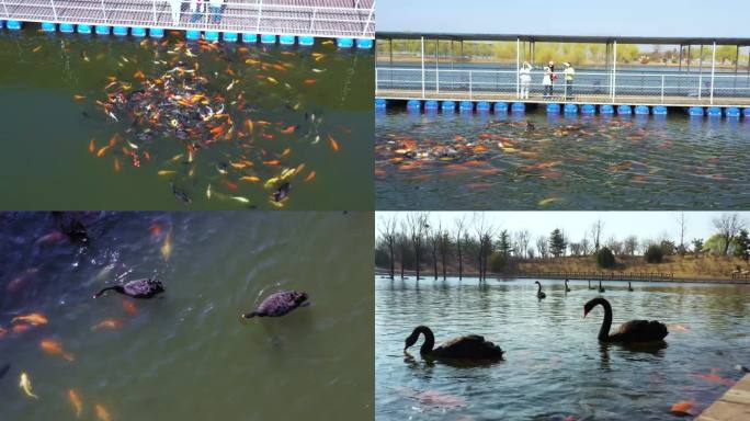 4K黑天鹅湖锦鲤