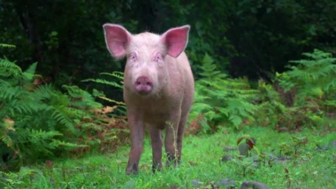 粉红猪走过田野和森林，他停下来看着镜头。