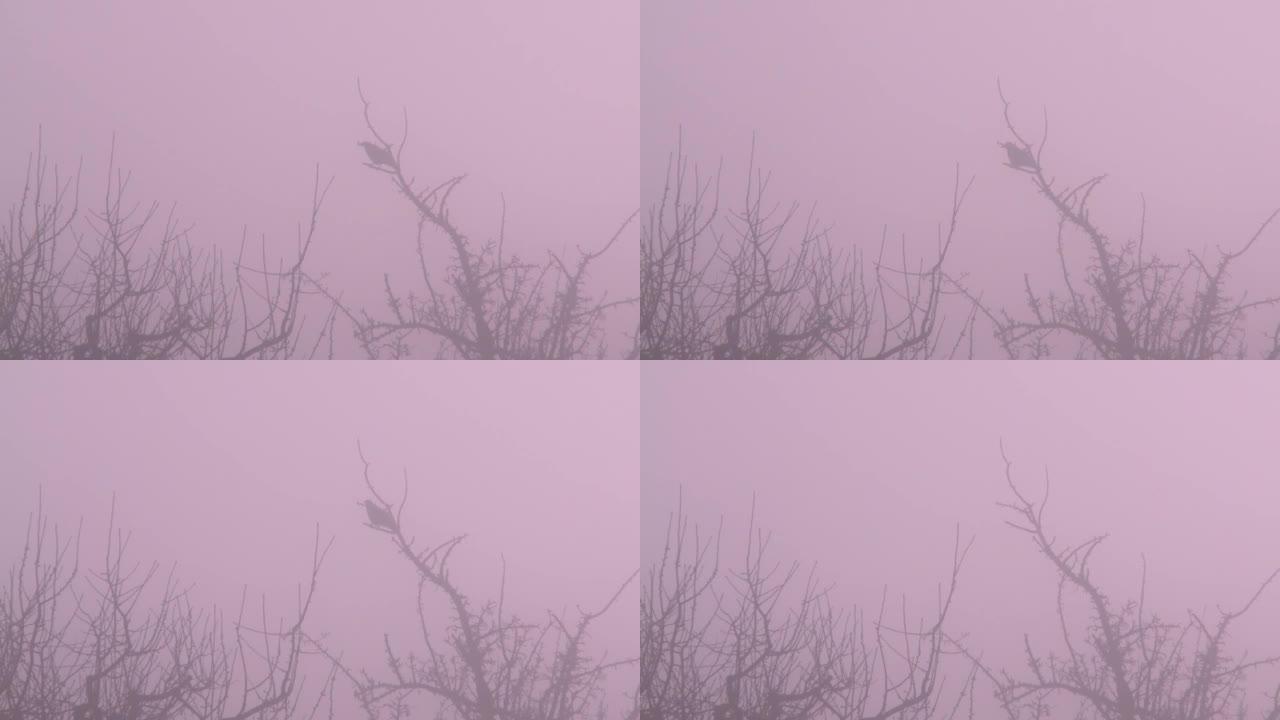 雾中的腐肉乌鸦