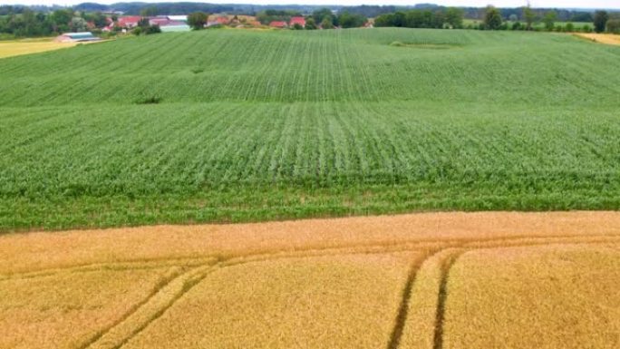 美丽的夏季小麦和玉米地景观。农业综合企业食品工业。欧洲波兰。黄熟小麦和玉米田收获的鸟瞰图。飞行在成熟