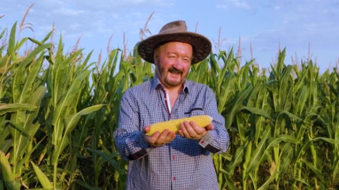 前视图老人农民在玉米田里，手里拿着黄色成熟的玉米芯看着相机