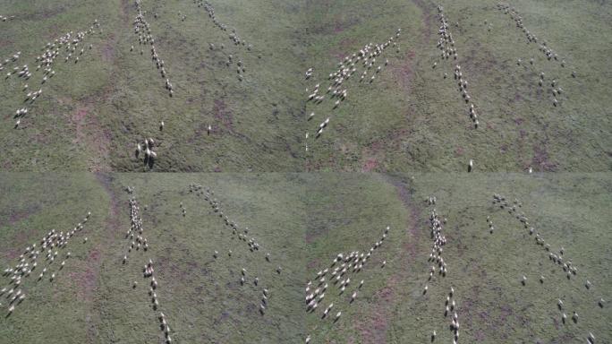 在干燥的牧场上看到羊群的空中缩放