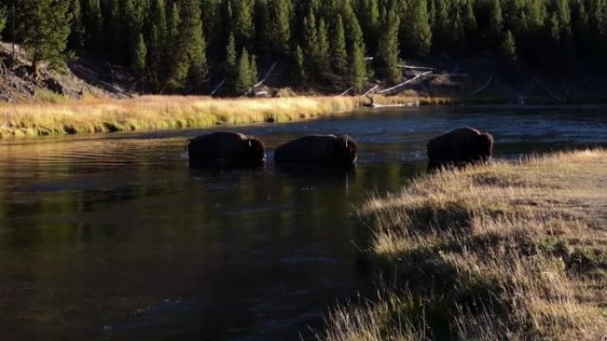 三头野牛横渡麦迪逊河，黄石国家公园。
