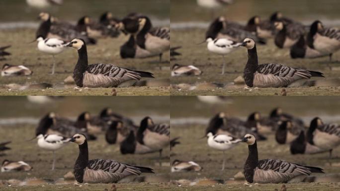 藤壶鹅 (Branta leucopsis)，背景为鳄梨