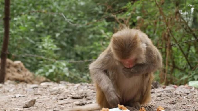 Wild female monkey eats leftover food she found in