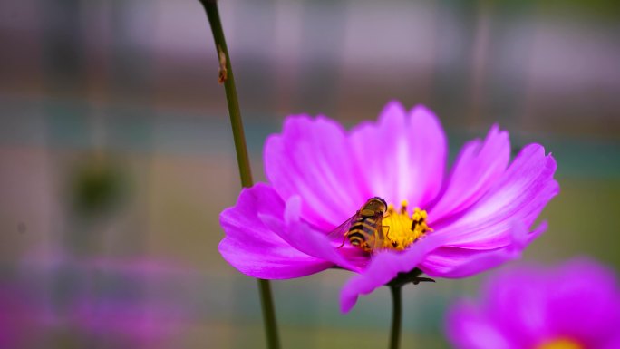 蜜蜂采格桑花 蜜蜂和格桑花 高原蜂蜜