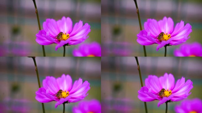 蜜蜂采格桑花 蜜蜂和格桑花 高原蜂蜜