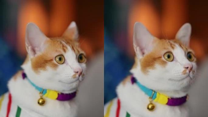 可爱的猫穿着彩色衬衫