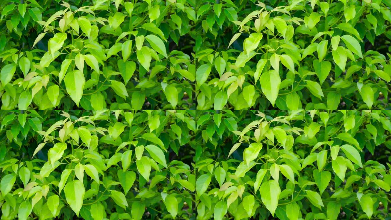 樟树月桂叶的特写镜头。樟树是常绿乔木的一种，通常以樟树，樟木或樟树月桂为名。
