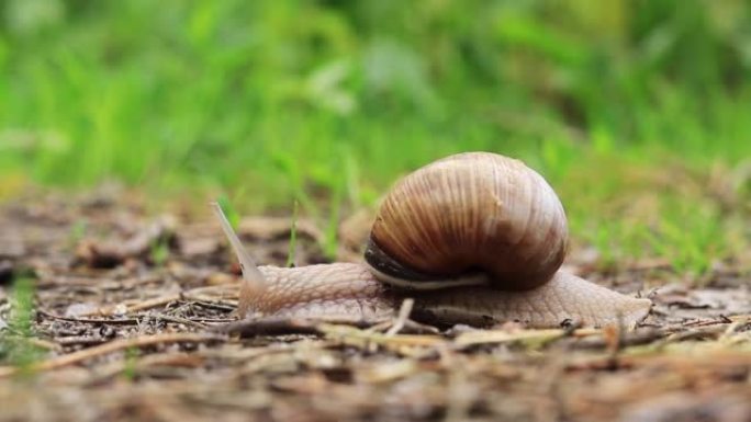 一只蜗牛在森林里的地面上爬行，特写视频，选择性聚焦
