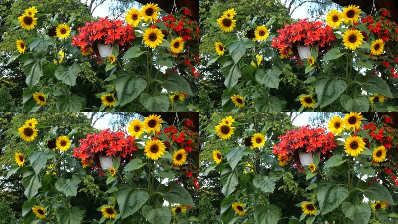 夏季花园，向日葵和层叠的秋海棠，盆栽红色双花