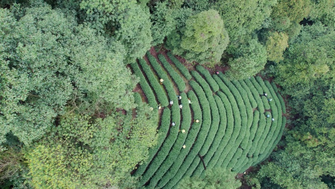 杭州龙井茶园 采茶 明前茶