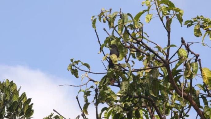 树枝4K芒果树边缘的黑色龙果亚洲雀形目鸟
