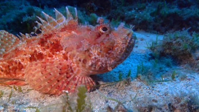 水下生物-相机中的红色蝎子鱼