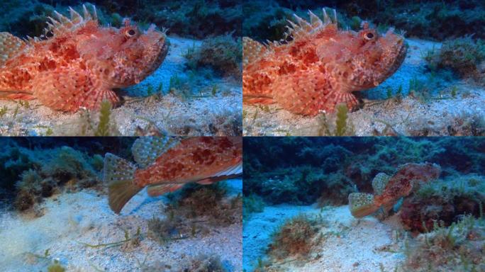 水下生物-相机中的红色蝎子鱼