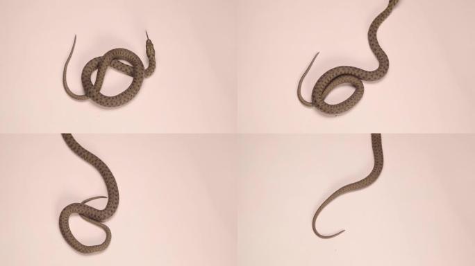白色背景上的蛇 | 上方视图。
水蛇是一种欧亚无毒蛇，属于科鲁布里科，也称为骰子蛇。
爬行动物被隔离