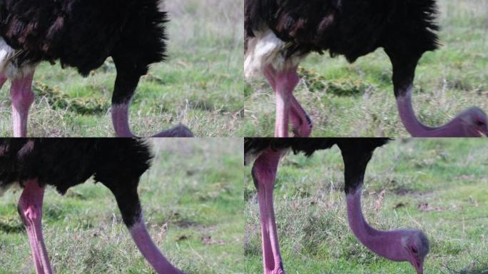 非洲鸵鸟特写镜头在其自然栖息地吃草。特写