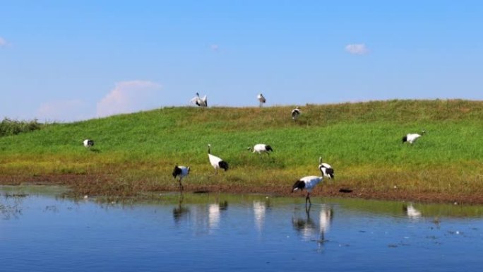 扎龙湿地的丹顶鹤