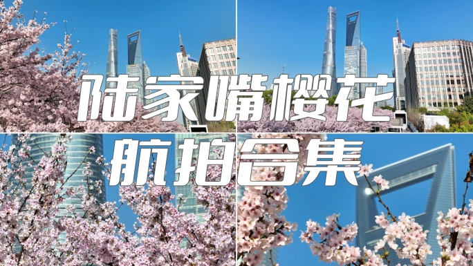 上海樱花 2024上海 春天 陆家嘴樱花