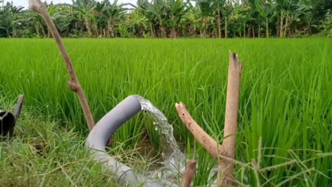 通过管道喷水灌溉稻田以生长水稻植物