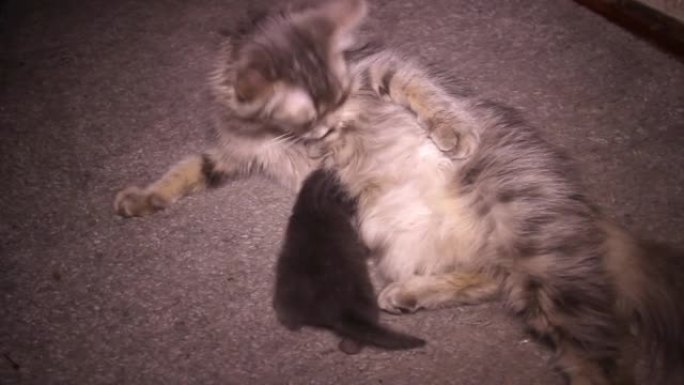 一只灰色的小猫从乳房中吮吸母亲的乳汁