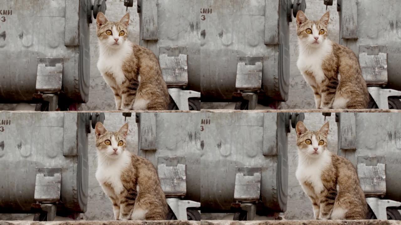 肮脏街道上无家可归的破旧小猫。贫穷城市的野生流浪猫。饥饿和受虐的猫。悲伤的街头宠物。