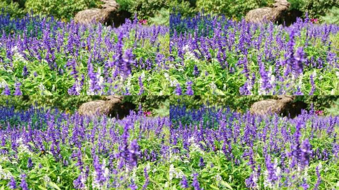 熊峰在紫色薰衣草花中采集花蜜