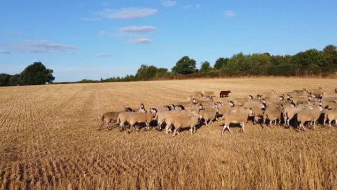 农场里的大批英国羔羊，英国贝德福德郡的无人机高视角