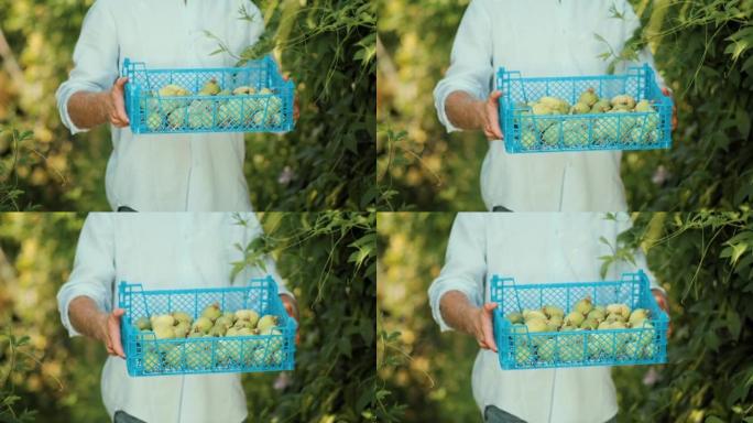 有机园艺。一位园丁手里拿着一个盛有百香果的盒子。特写。慢动作。收获和园艺的概念