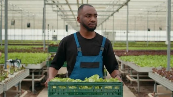 专业的非裔美国农场工人拿着新鲜生菜生产的板条箱行走的肖像