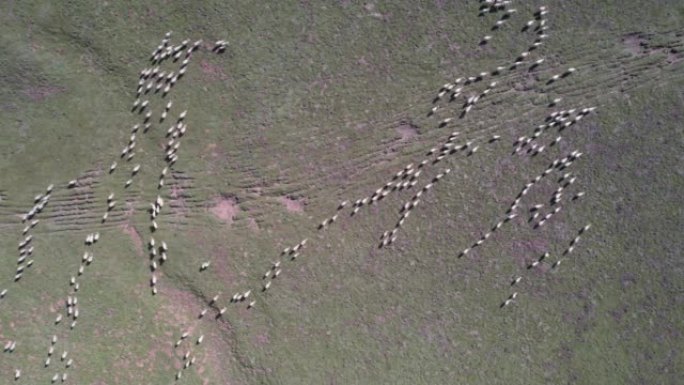 干燥牧场上羊群的空中平移视图