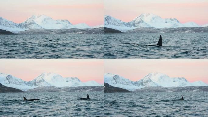 Orcas and pink sky