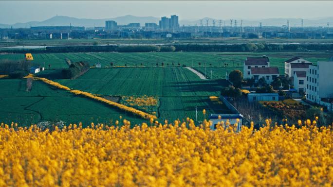 列车穿过农田油菜花金和村庄