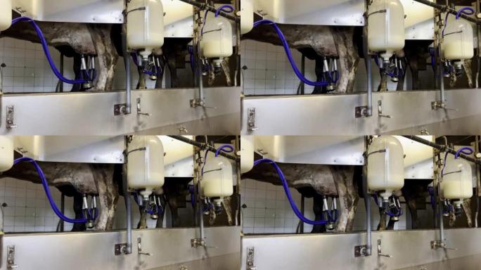 用管道连接到挤奶机的奶牛的室内场景带塑料气瓶罐收集牛奶的乳制品设备