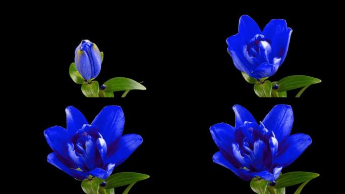 蓝色百合在叶子和黑色背景上的时间流逝中绽放。浅蓝色的花在时光倒流中打开花瓣。盛开的植物嫩视频从开花到