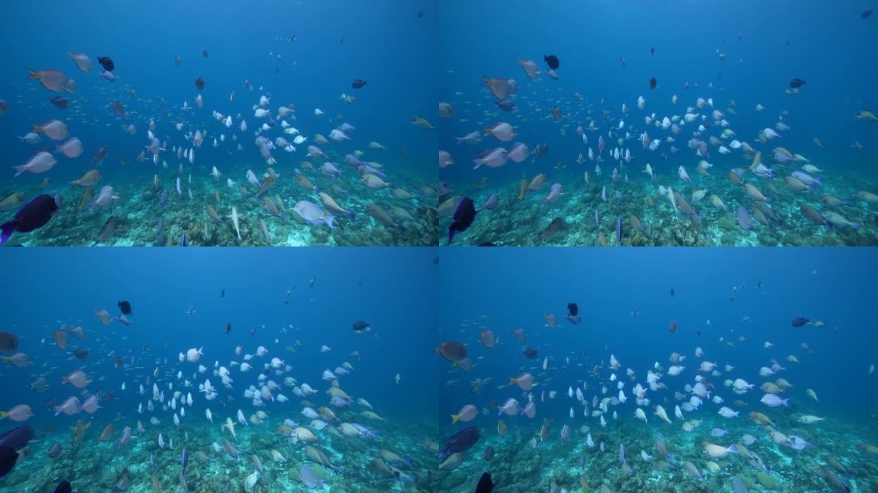 FPV 4K 120 fps超慢动作: 海景，鱼群，库拉索岛珊瑚礁中的刺鱼