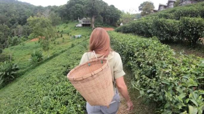 在泰国清迈采摘茶叶的女人的索洛动作